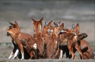 Ethiopian Wolf Pack Ethiopian Wolf Pack