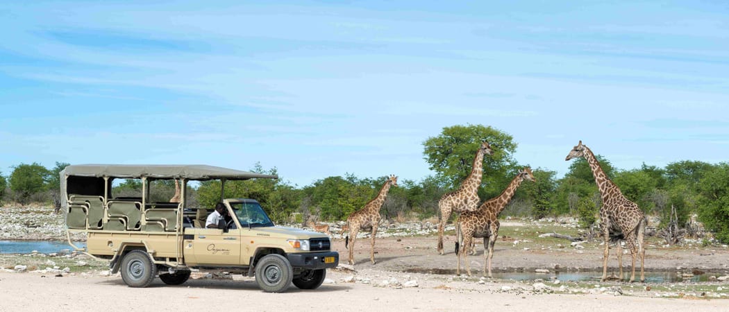 Etosha Game Drive 4 Namibia