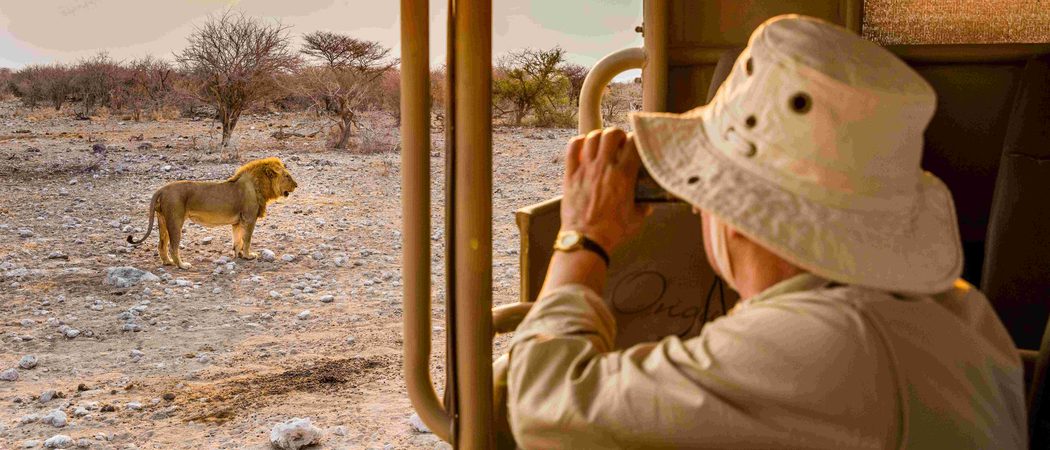 Etosha Game Drive Lion Resized Namibia