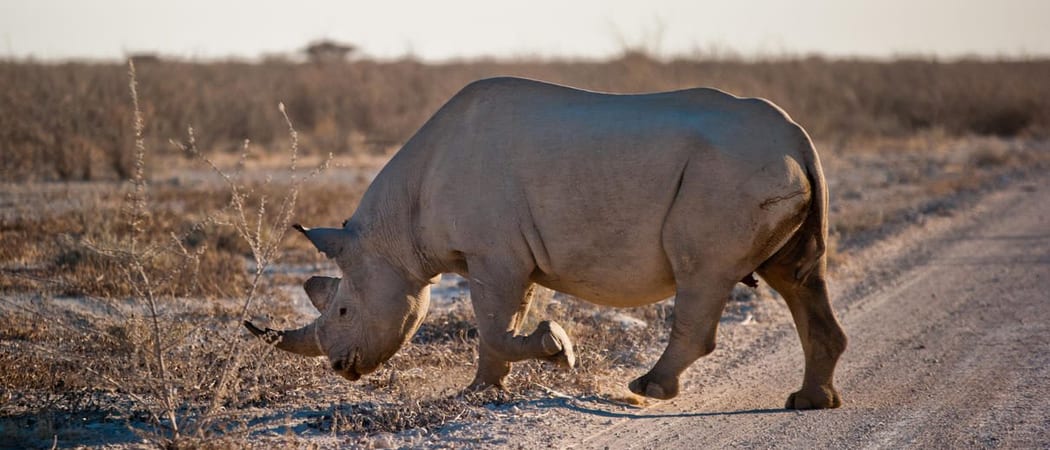 Etosha King Nehale Game Drive