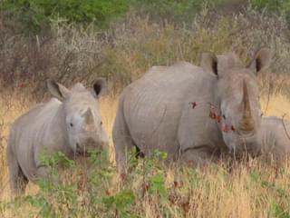 Etosha White Rhino And Calf Margo