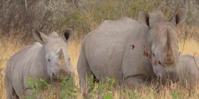 Etosha White Rhino And Calf Margo