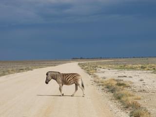 Etosha Zebra Crossing Road And View Of Terrain Margo