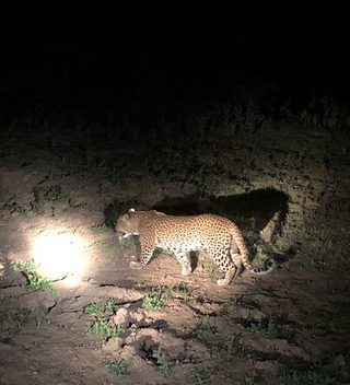 Eva Leopard Safari Eva Leopard Safari