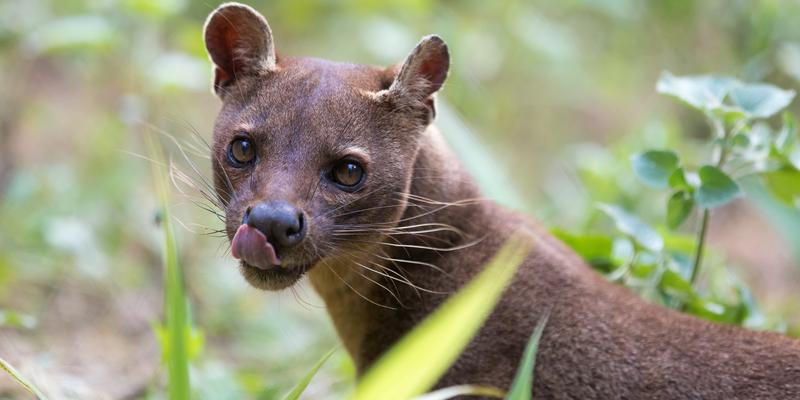 Fosa  Kanto  Licking  Chops Fosa  Kanto  Licking  Chops