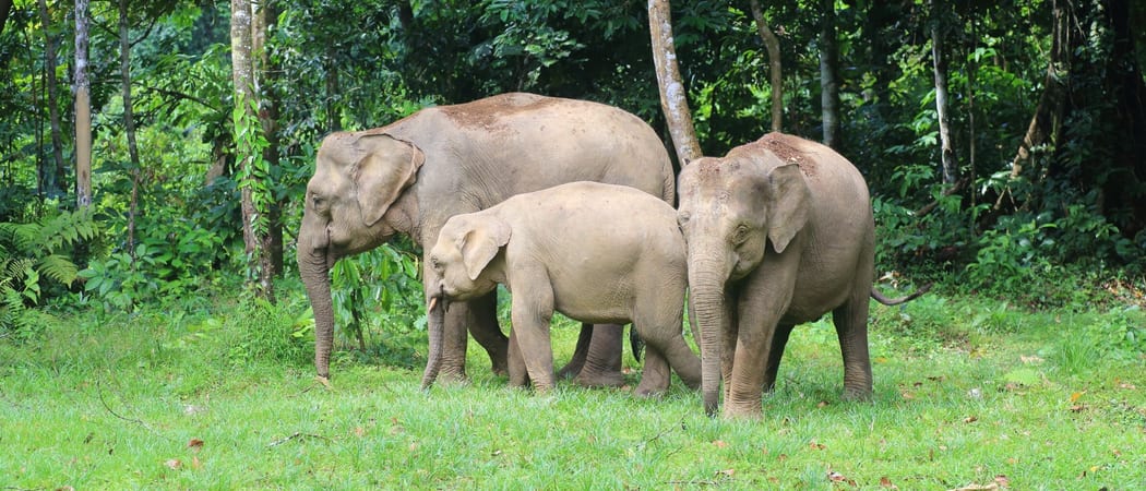Family of elephants Borneo