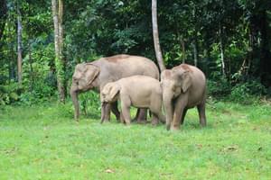 Family of elephants Borneo