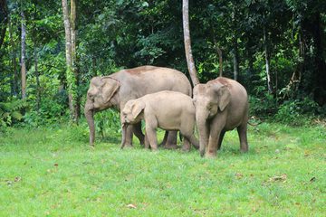 Family of elephants Borneo Family of elephants Borneo