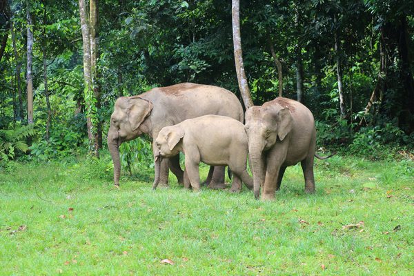 Family of elephants Borneo Family of elephants Borneo