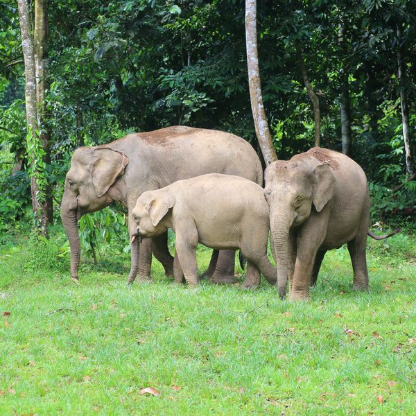 Family of elephants Borneo