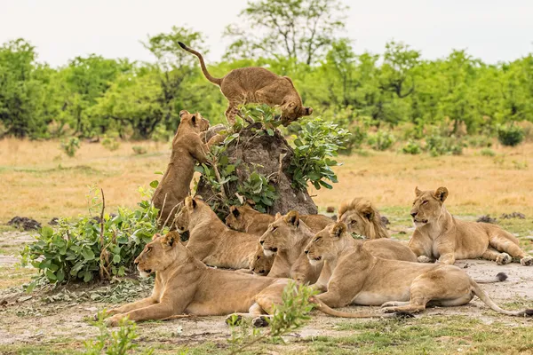 Family of lions Family of lions