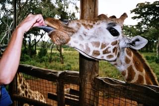 Feeding A Giraffe At Nairobi Giraffe Centre