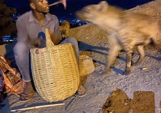Feeding Hyena Feeding Hyena
