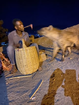 Feeding Hyena Feeding Hyena