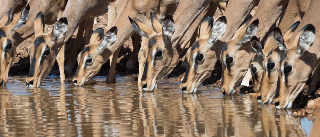 Female Kudus Etosha