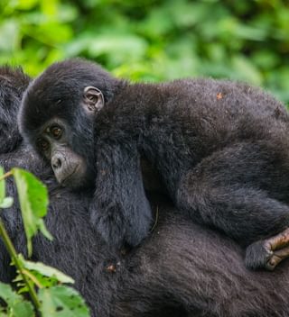 Female Mountain Gorilla With Baby In Bwindi Copy Female Mountain Gorilla With Baby In Bwindi Copy