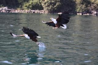 Fish Eagles Over Lake Malawi