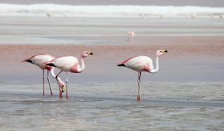 Flamingoes Bolivia min Flamingoes Bolivia min