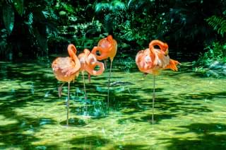 Flamingoes Palenque Chiapas Mexico min