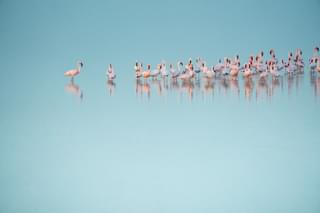 Flamingoes in Etosha Namibia