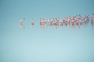 Flamingoes in Etosha Namibia Flamingoes in Etosha Namibia