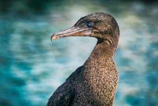 Flightless cormorant Galapagos Islands Ecuador Canva Pro