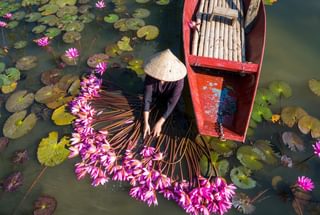 Flowers on Yen River with Rowing Boat Vietnam Flowers on Yen River with Rowing Boat Vietnam