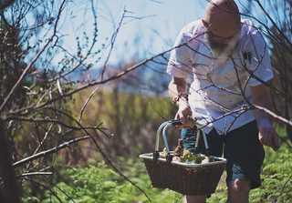 Foliage Foraging For Produce Foliage Foraging For Produce