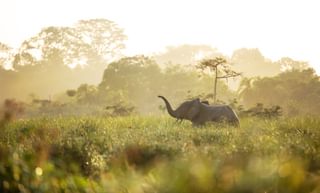 Forest elephant in the light Classic Portfolio Kamba Congo Forest elephant in the light Classic Portfolio Kamba Congo