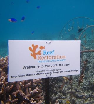 Four Season Coral Restoration Four Season Coral Restoration