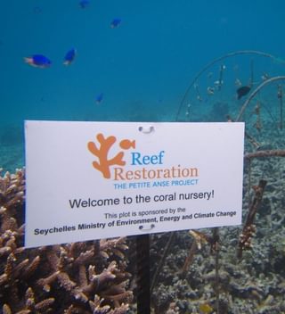 Four Season Coral Restoration