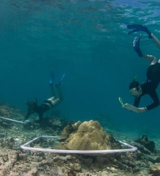 Four Seasons Coral Restoration