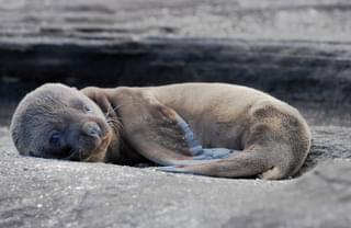 Fur seal pup Galapagos Islands Ecuador Canva Pro