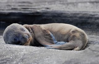Fur seal pup Galapagos Islands Ecuador Canva Pro Fur seal pup Galapagos Islands Ecuador Canva Pro