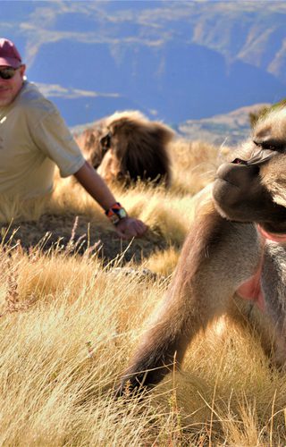Geladas - Nick Crane