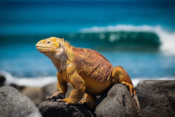 GPS iguana GPS iguana