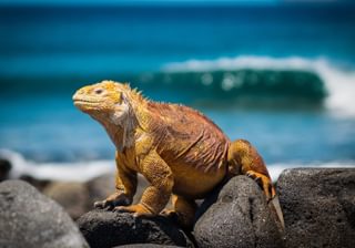 GPS iguana GPS iguana