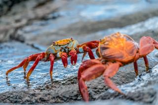 Galapagos Crabs Galapagos Crabs