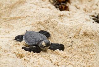 Galapagos Green turtle hatchling baby Galapagos Islands Ecuador Canva Pro