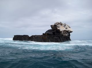 Galapagos Island nesting birds Galapagos Island nesting birds
