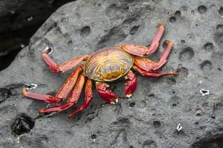 Galapagos Island sally light foot crab