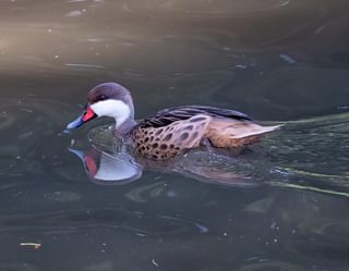 Galapagos Islands White cheeked pintail duck Galapagos Islands White cheeked pintail duck