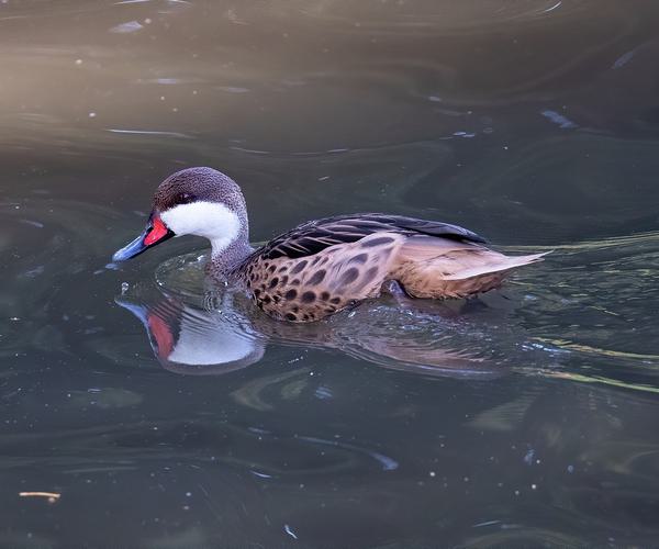 Galapagos Islands White cheeked pintail duck