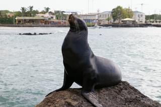 Galapagos Islands sea lion settlement
