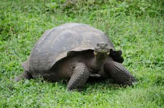 Galapagos Islands tortoise grass