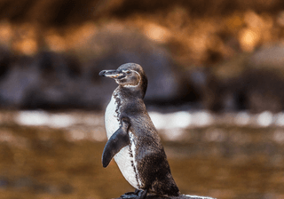 Galapagos Penguin of Isabela Island Galapagos Islands Endangered Species on Galapagos Amazing Animals and Wildlife Canva Pro Galapagos Penguin of Isabela Island Galapagos Islands Endangered Species on Galapagos Amazing Animals and Wildlife Canva Pro