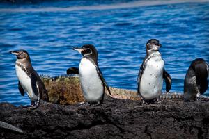 Galapagos Penguins In Isabela Island Galapagos Penguins In Isabela Island