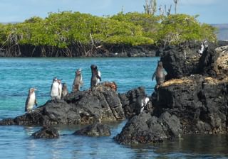 Galapagos Penguins Galapagos Penguins