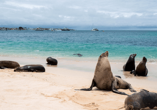 Galapagos Sealion Canva Pro Galapagos Sealion Canva Pro
