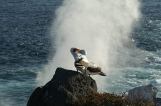 Galapagos albatross on rock Galapagos albatross on rock